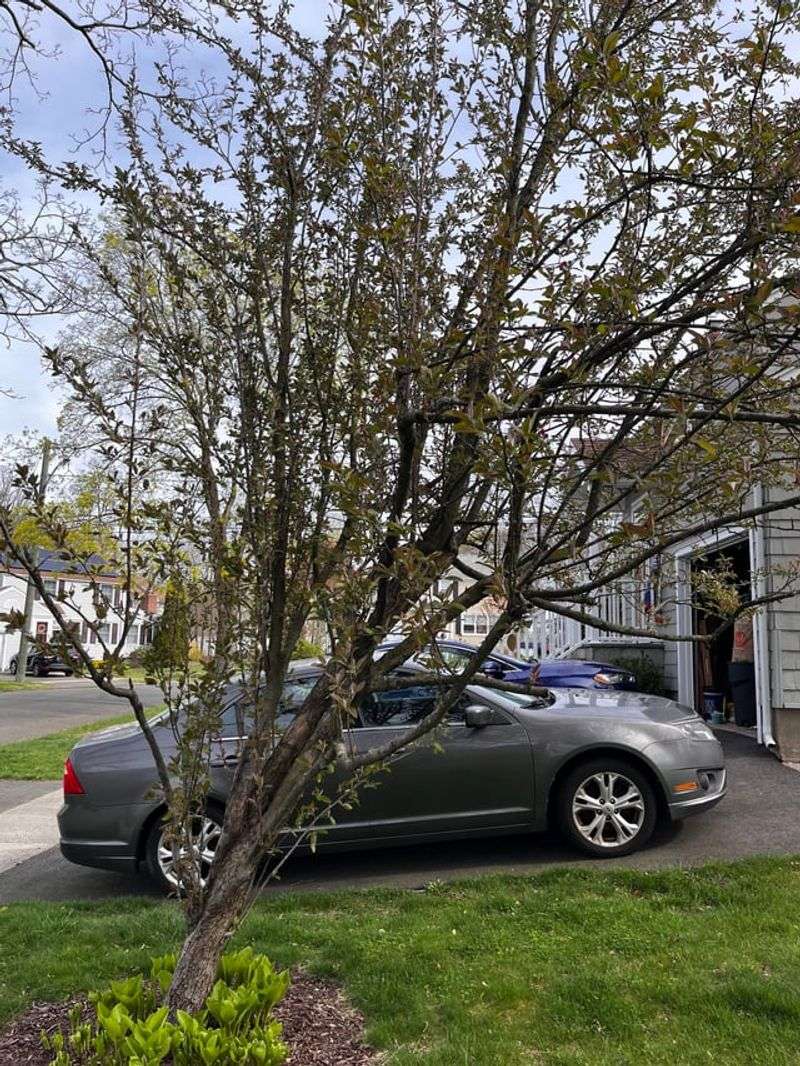 The Best Time Window To Prune Crabapples In Pennsylvania