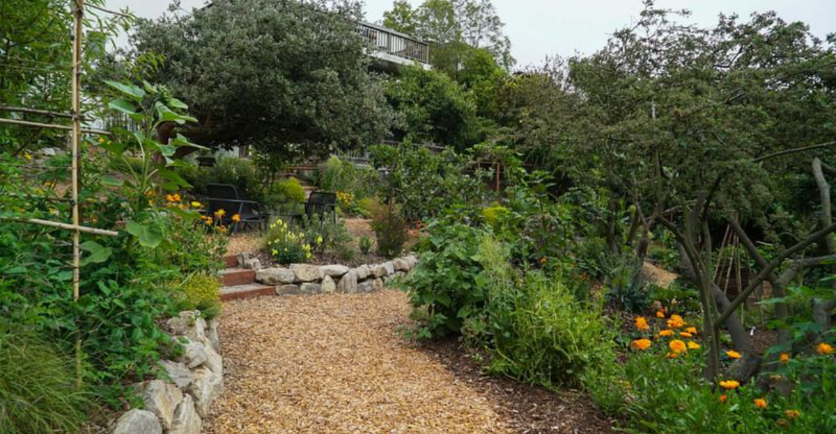 Why Food Forests Are Replacing Lawns For Washington Families