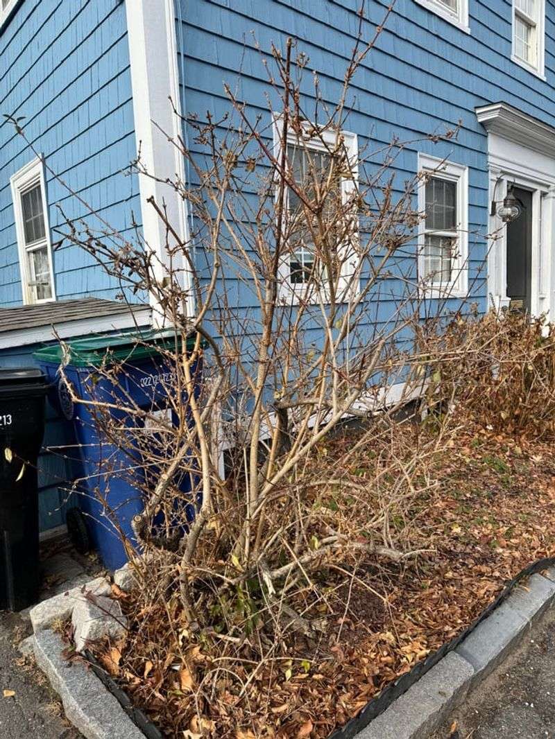 When To Take Forsythia Cuttings During Dormancy