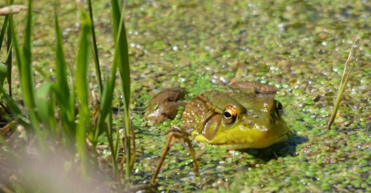 Why Frogs And Toads Point To Healthy Missouri Gardens