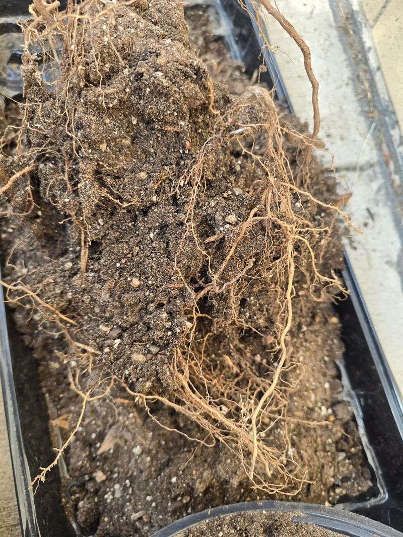 Root Systems Cannot Absorb Water Or Nutrients