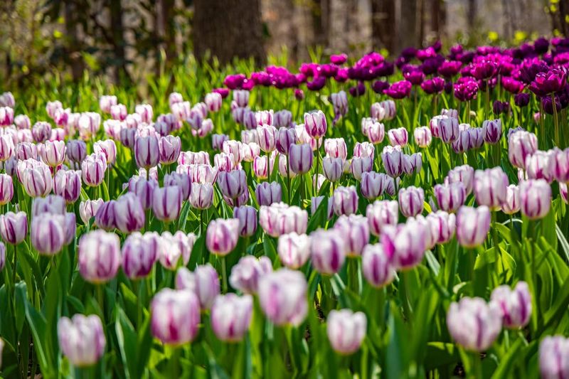 Breathtaking Seasonal Flower Displays Throughout the Year