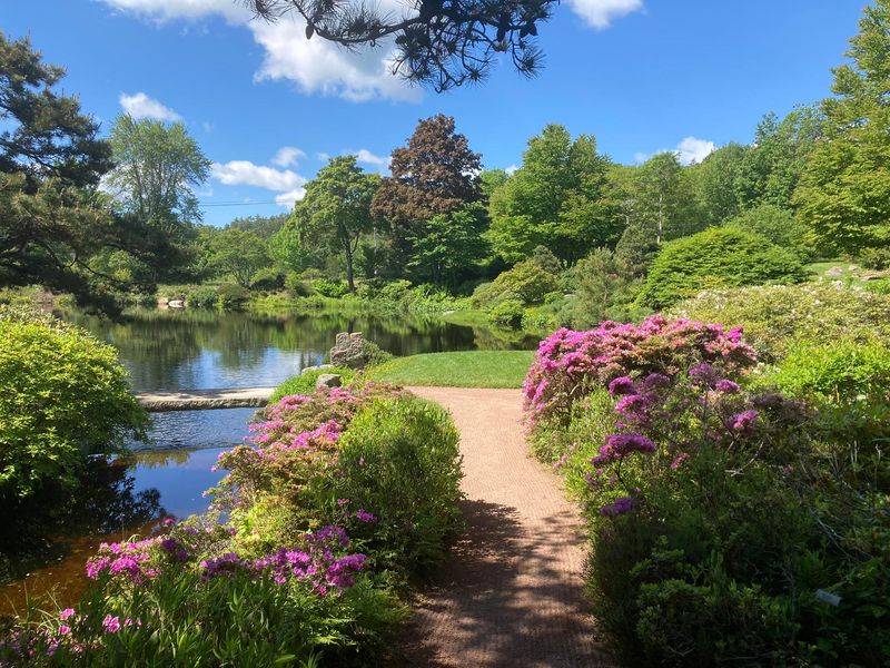 Breathtaking Azalea Blooms That Paint The Landscape