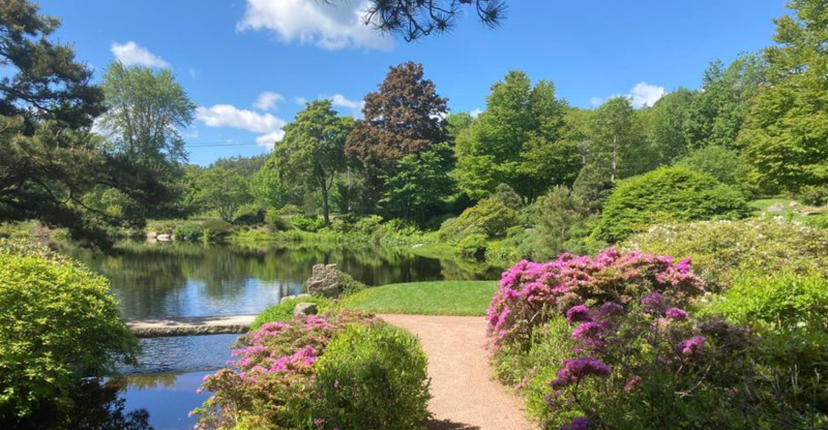Why Garden Tourists Keep Returning To Maine’s Asticou Azalea Garden