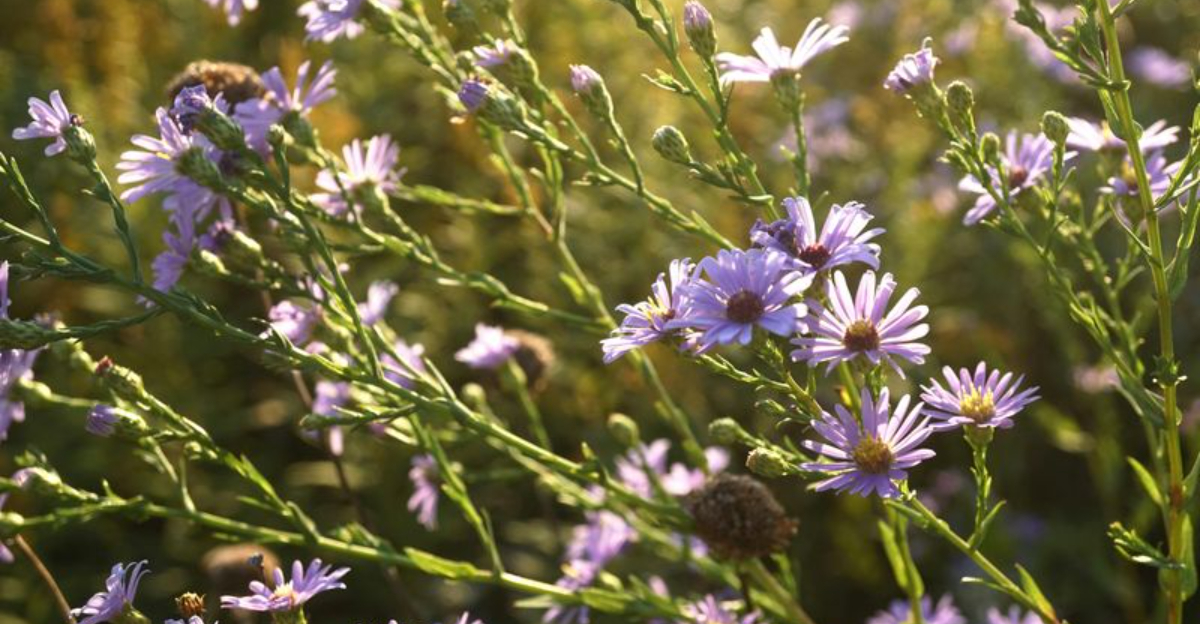 Why Georgia Homeowners Are Embracing Prairie-Inspired Planting