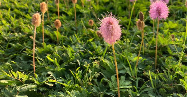 mimosa as ground cover
