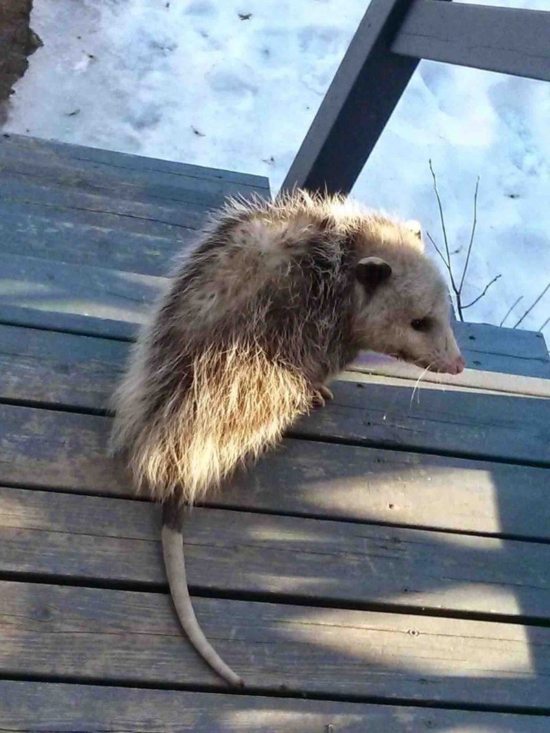 Possums Eat Ticks By The Thousands