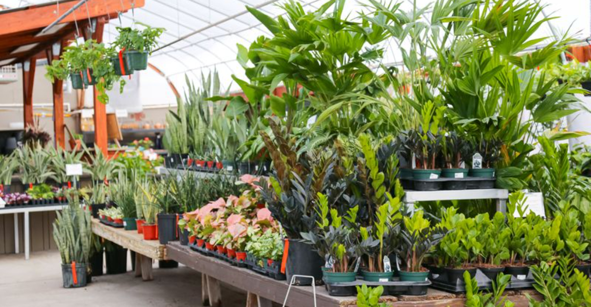 Why Google Maps Ranks Minnesota As A Winter Greenhouse Hotspot