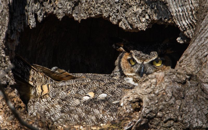 Abundant Prey Around Human Dwellings