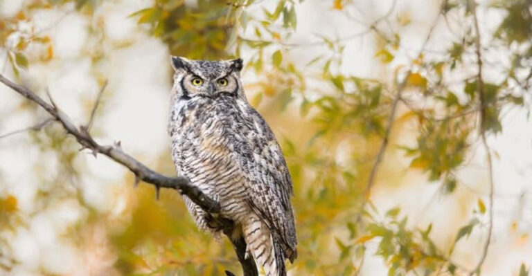 great horned owl