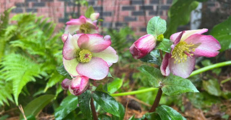 Hellebores (featured image)