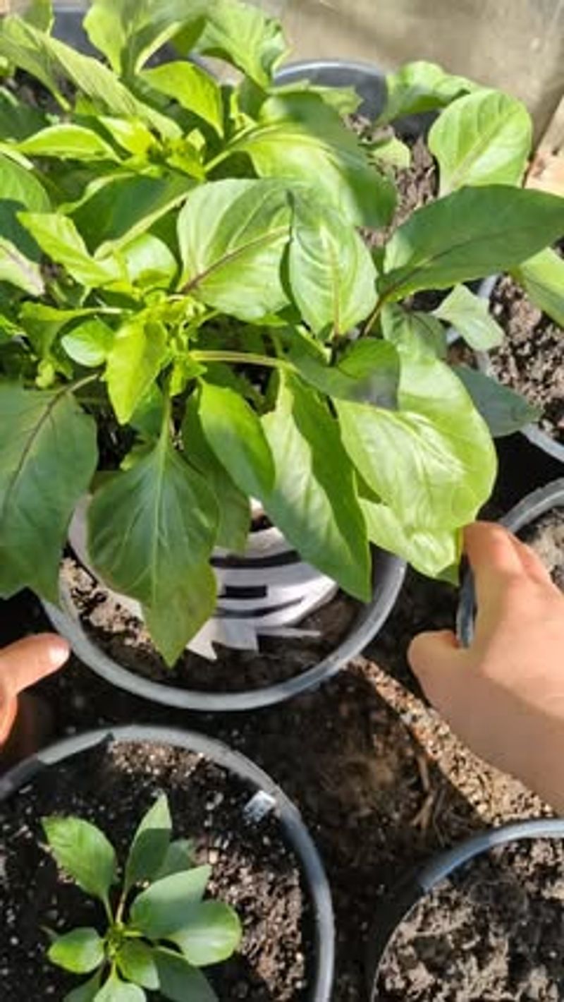 How This Trend Ended Up Spreading So Fast