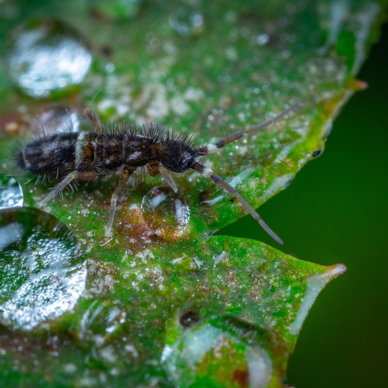 Fallen Leaves Insulate Beneficial Insects Over Winter