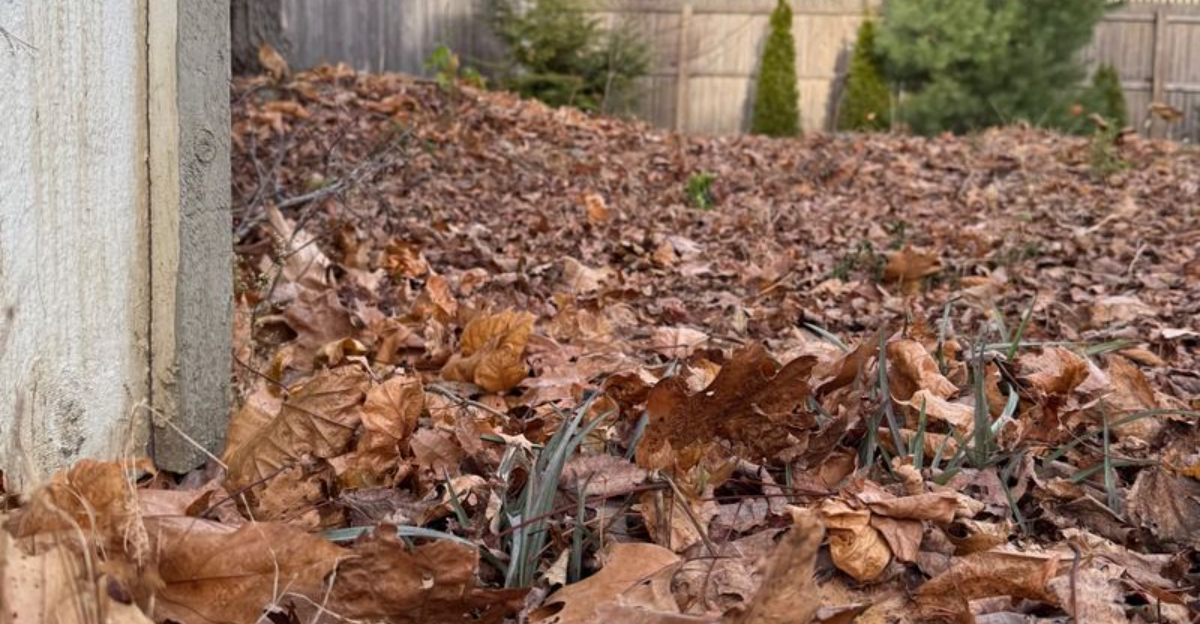 Why Iowa Homeowners Are Being Urged To Leave Fallen Leaves In Place Until February