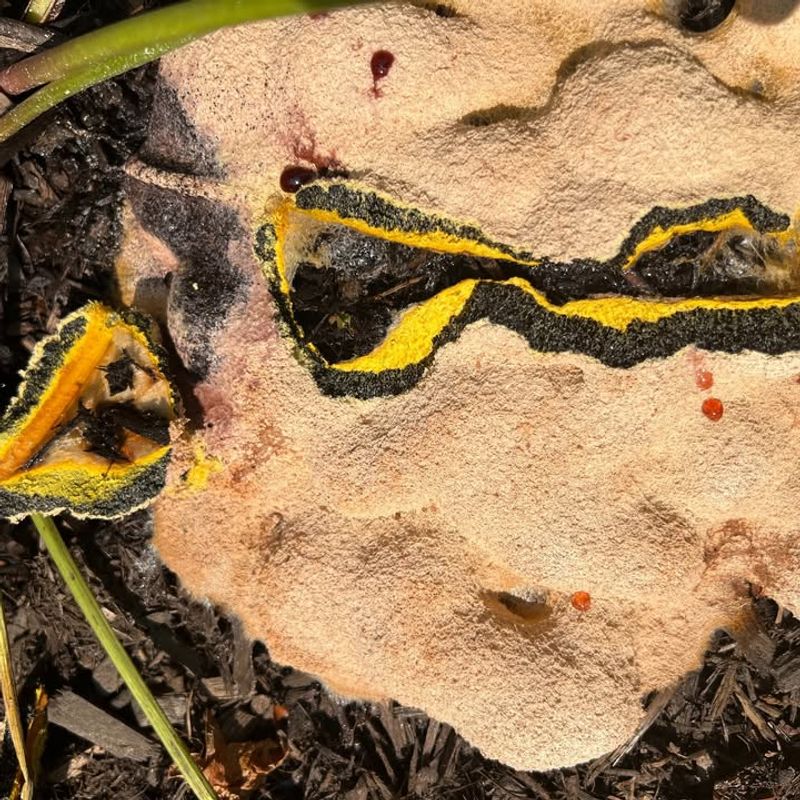 Is It Harmful to Humans or Pets