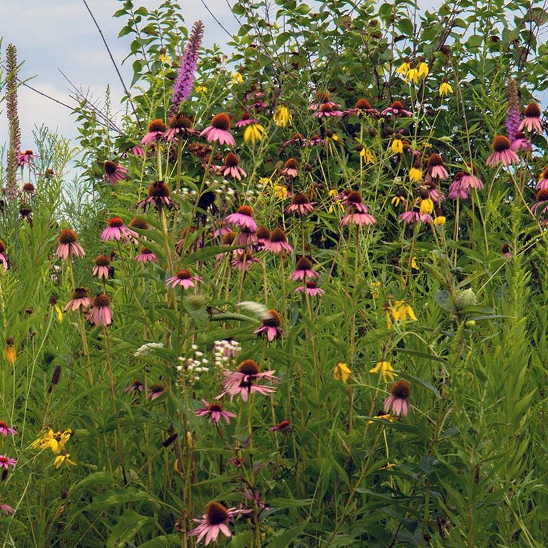 Top Drought-tolerant Grasses And Wildflowers Perfect For A Kansas No-water Meadow