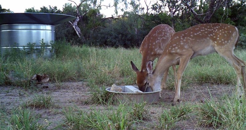 Supporting Local Ecosystems During Drought Conditions