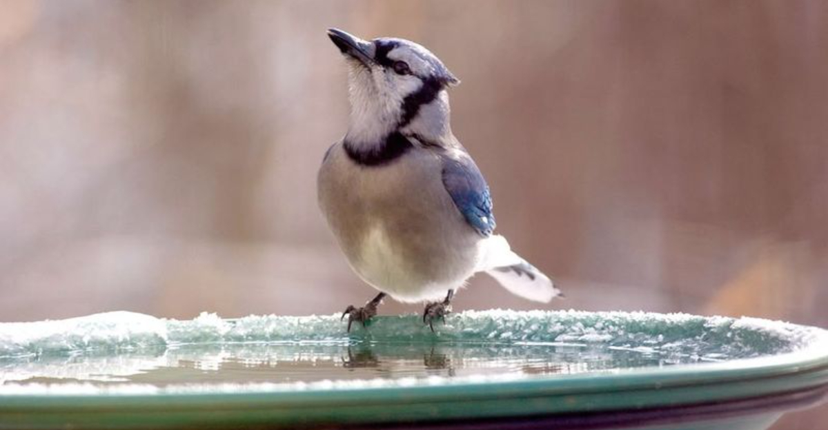 Why Kentucky Homeowners Are Choosing To Build Wildlife Water Stations