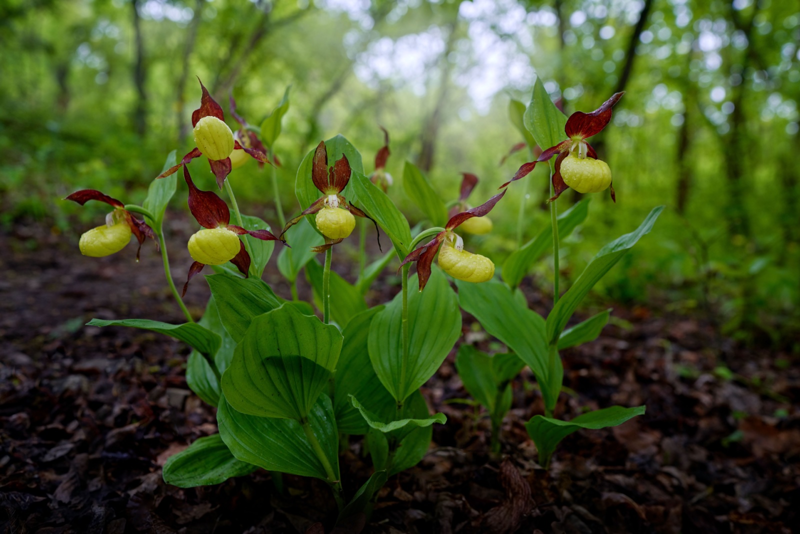 Why Lady Slipper Orchids Are Protected Across Maine Forests