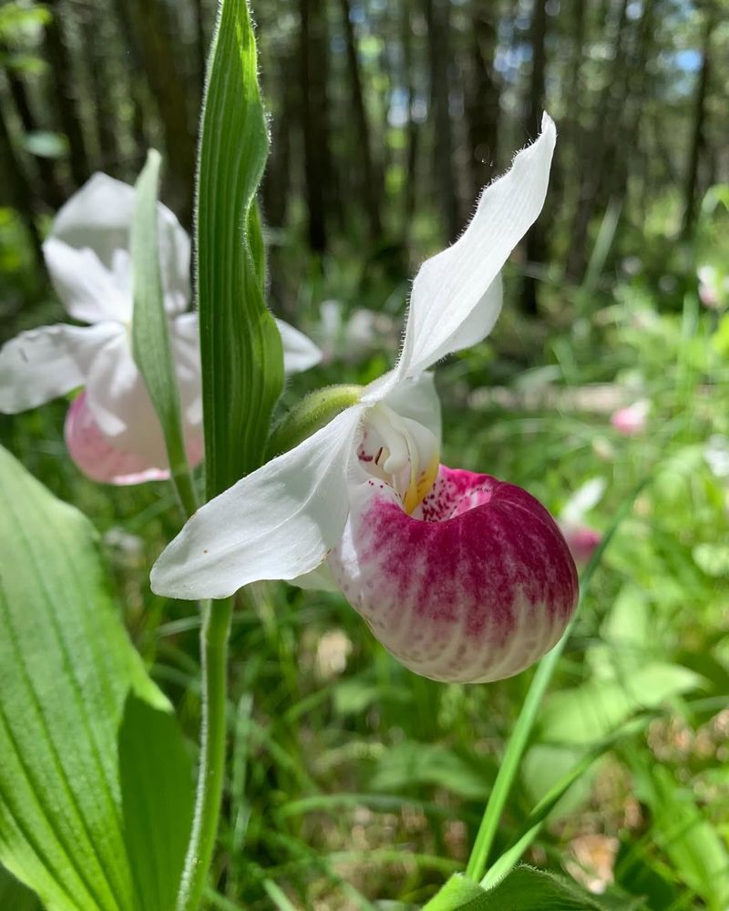 Lady Slipper Orchids Grow Extremely Slowly In The Wild