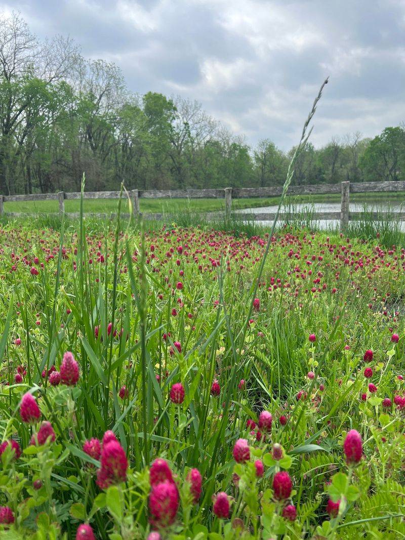 How Crimson Clover Improves Soil Before Spring Planting