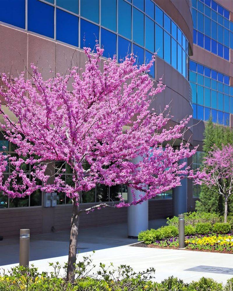How Proper Pruning Encourages More Spring Blooms