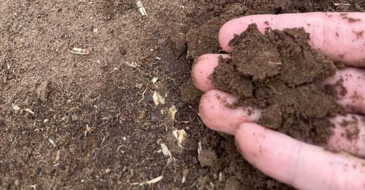 Why Lead Concerns Around Illinois Neighborhood Soils Are Getting More Attention