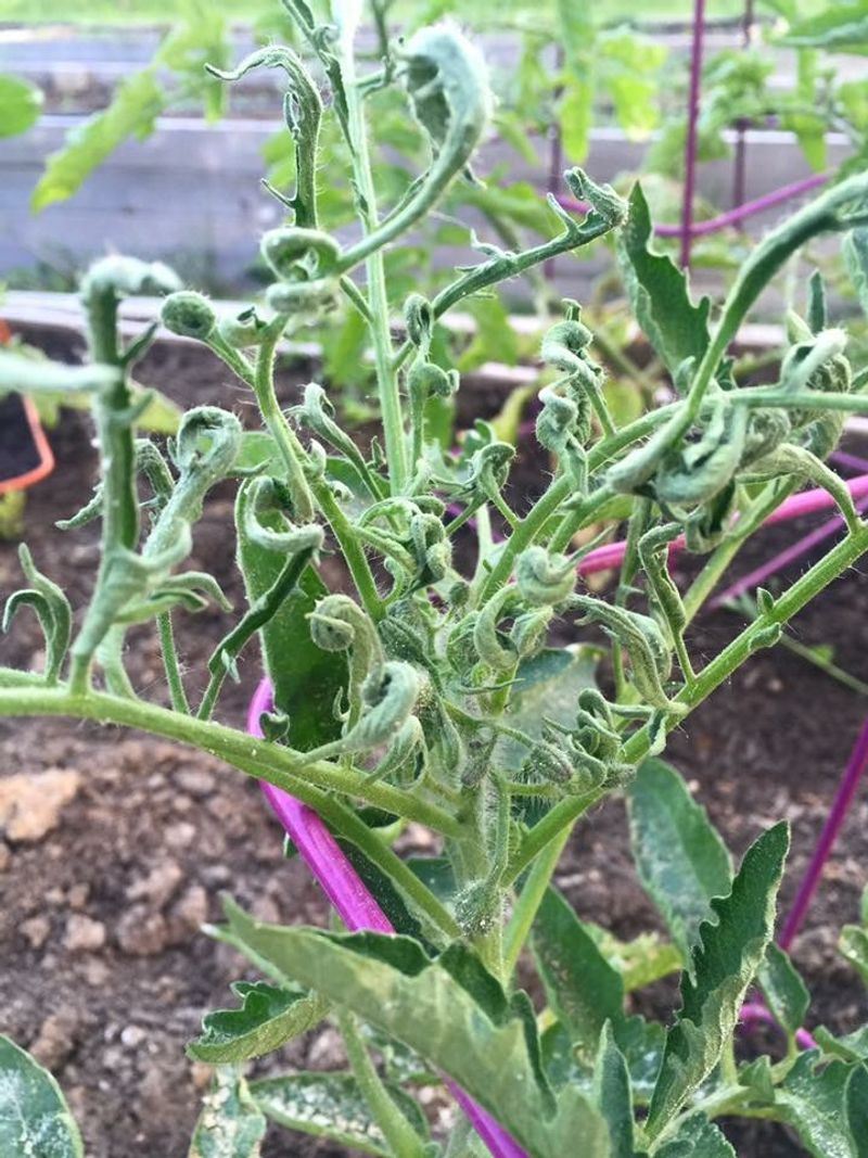 Persistent Herbicides Are Surviving The Composting Process