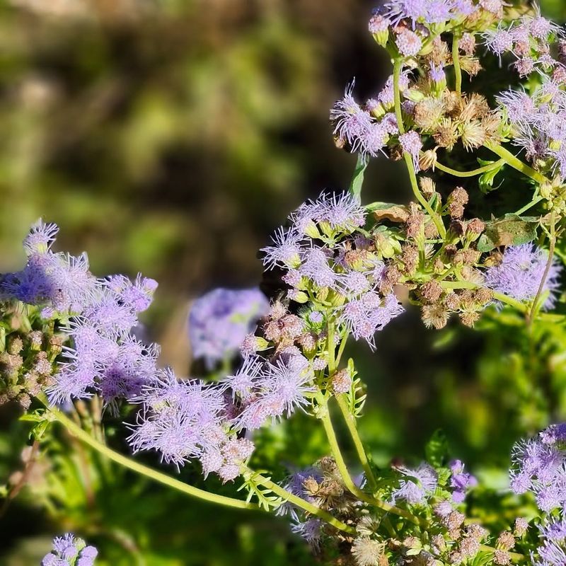 Tennessee's Climate Makes Native Plants Thrive