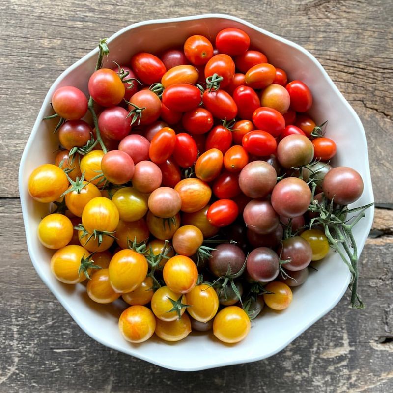 Best Tomato Varieties For Indoor Winter Success