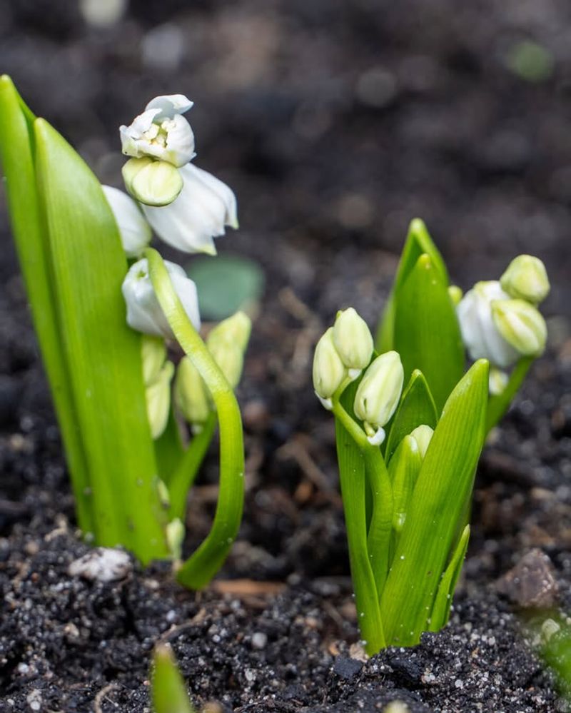 Unseasonably Warm Temperatures Are Triggering Premature Spring Growth