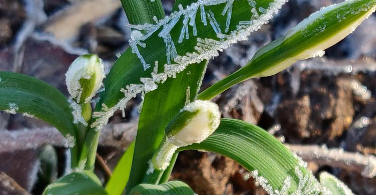spring bulb sprout in winter