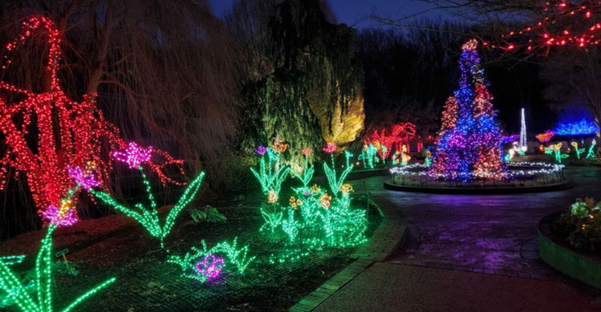 Why Maryland’s Botanical Gardens Are Drawing More Visitors Than Usual This December