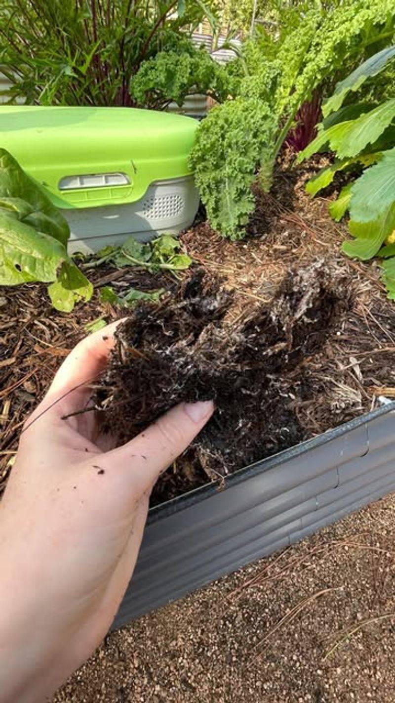 Warmer, Wetter Weather Is Fueling Faster Fungus Growth