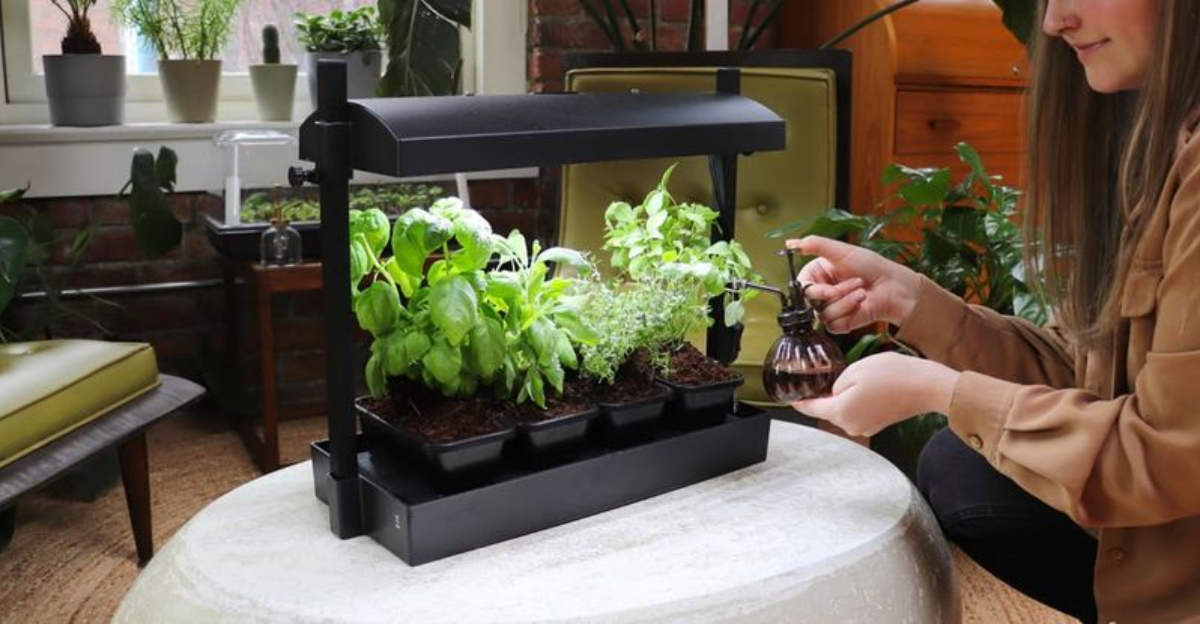 Why Massachusetts Residents Are Embracing Indoor Micro-Gardens This December