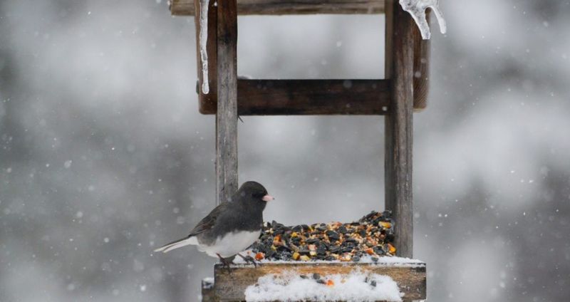 Michigan's Cold Winter Weather Drives Juncos To Feeders