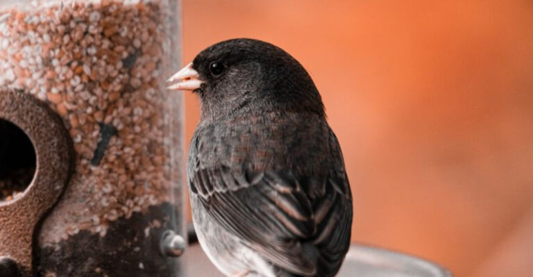 dark eyed junco on bird feeder