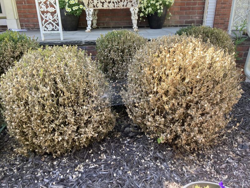 Boxwood Blight Has Become A Serious Threat In Michigan