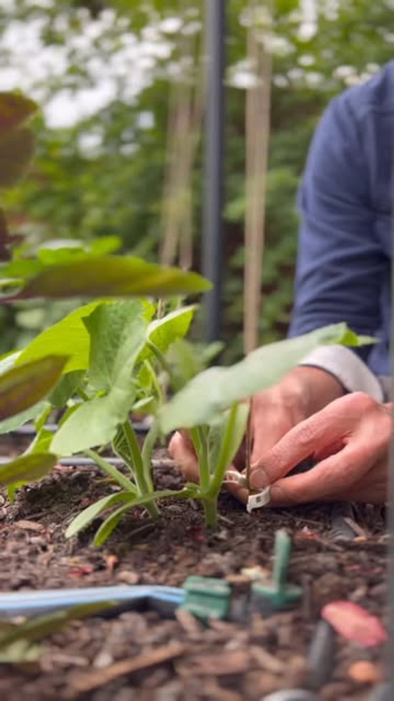 Raises Soil pH Naturally