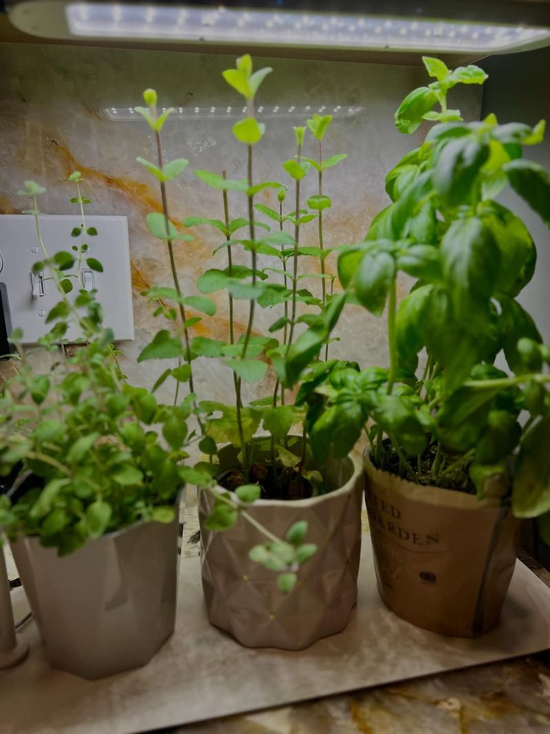 Indoor Herb Gardens Bring Fresh Purpose