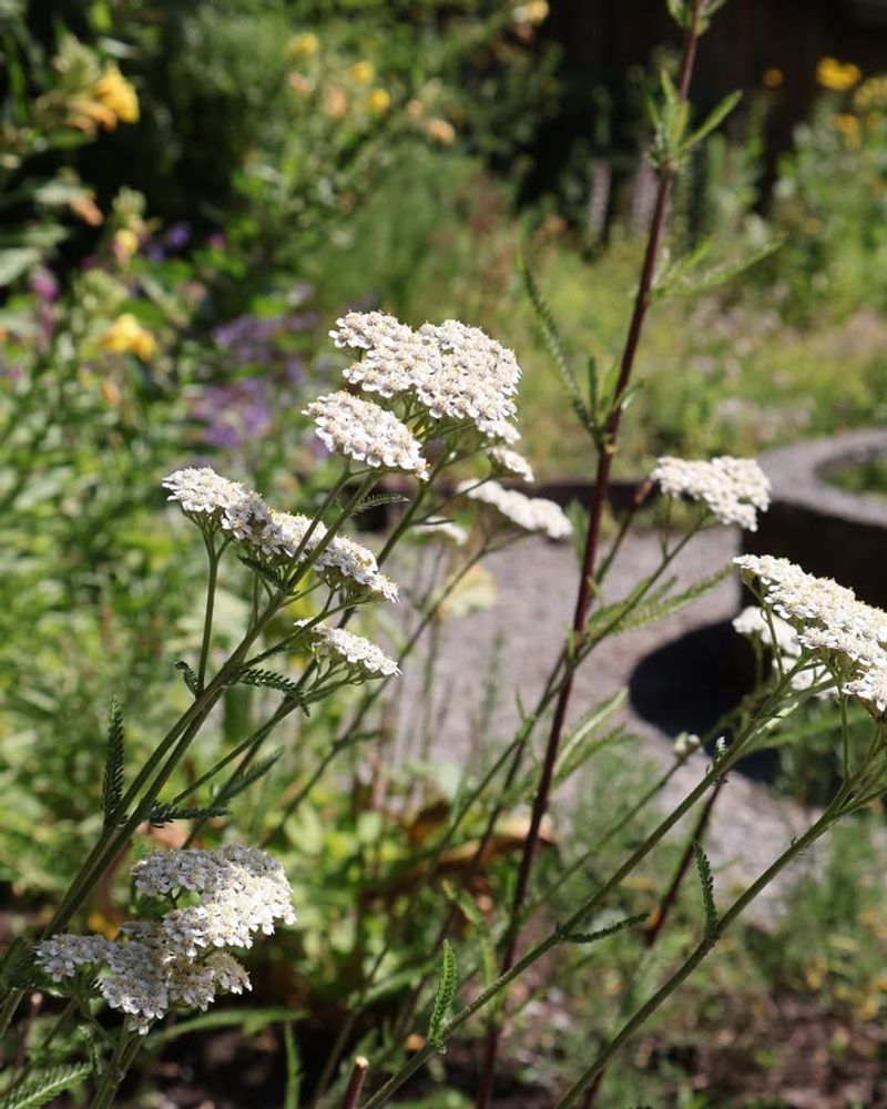 Survives Minnesota's Unpredictable Weather Like A Champion