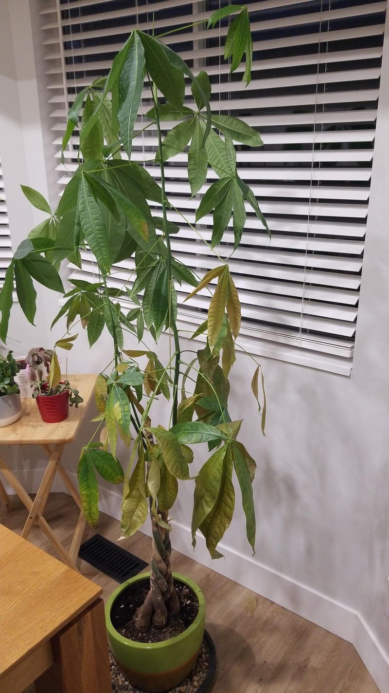 Signs Your Money Tree Is Thirsty Versus Overwatered