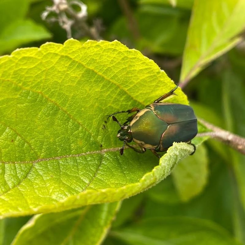 The Types Of Beetles Gardeners Are Noticing Most At Night