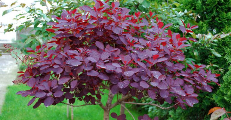 smoke tree (featured image)