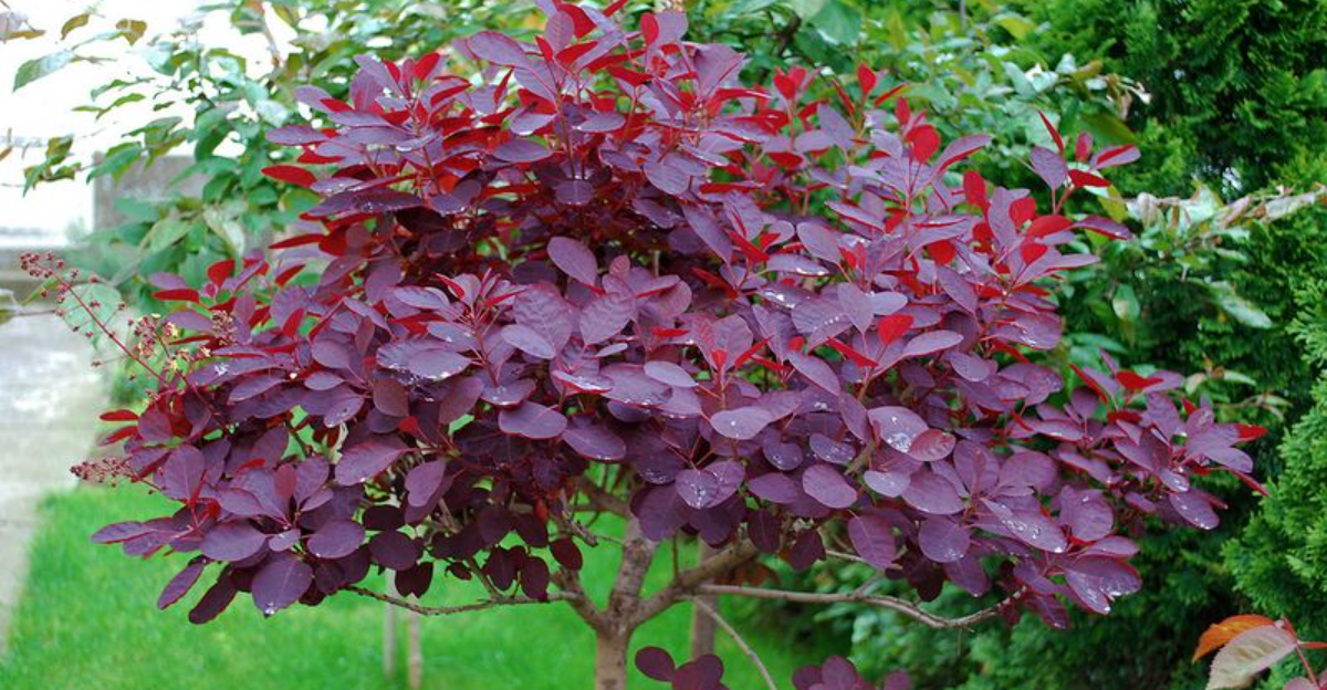 Why More Colorado Landscapes Are Choosing The Rare Blue Smoke Tree