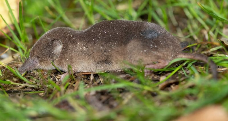 Their Venomous Bite Surprise