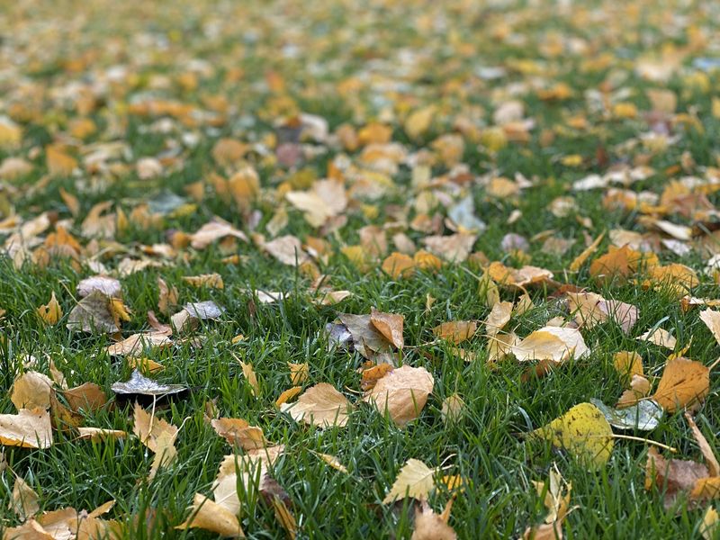 The Winter Mulch Fix That Saves Minnesota Plants From Sudden Temperature Swings