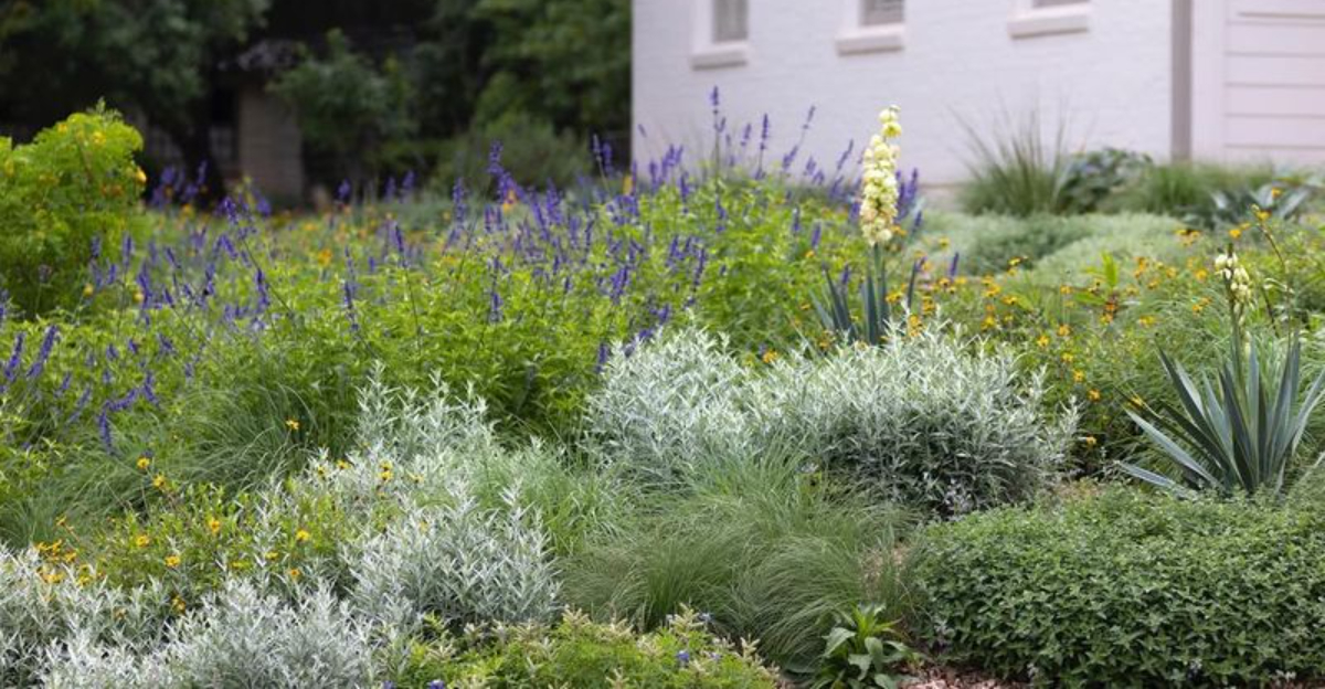 Why Native Prairie Gardens Are Replacing Front Lawns In Wisconsin