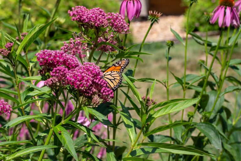 milkweed