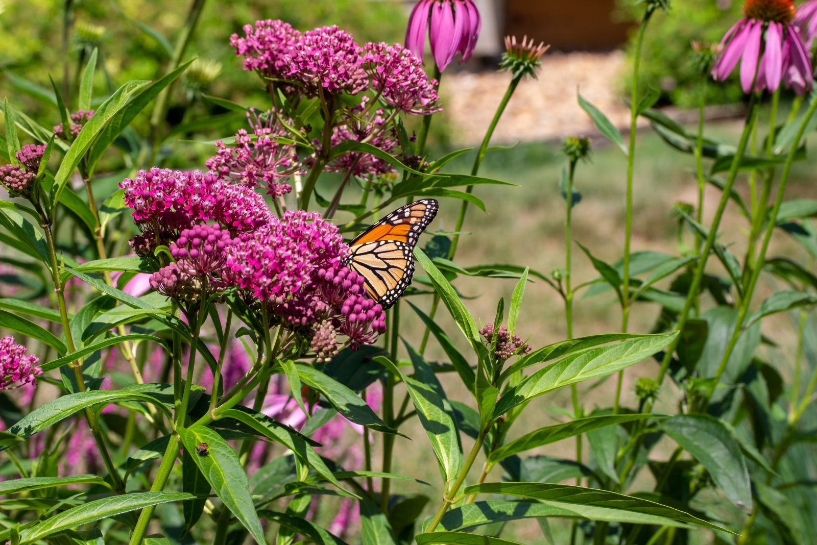 Why New Jersey Encourages Homeowners To Switch To Native Plant Lawns